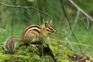 Ázsiai chipmunk - a család egyetlen képviselője eurázsia
